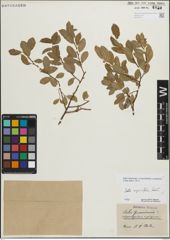 Foto von Salix myrsinifolia Salisb.